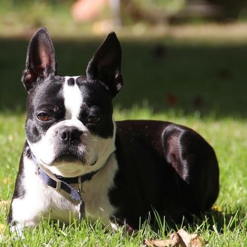 Boston Terrier