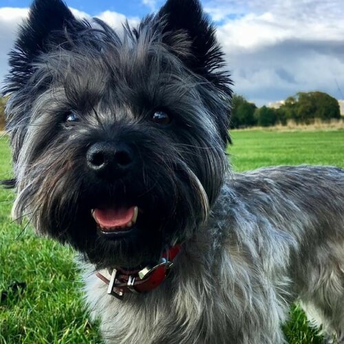 Cairn Terrier