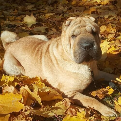 Chinese Shar Pei