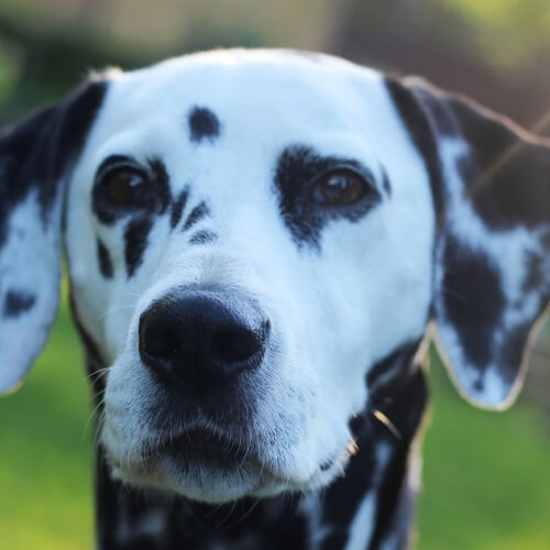 Dalmatian