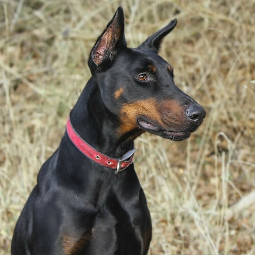 Doberman Pinscher