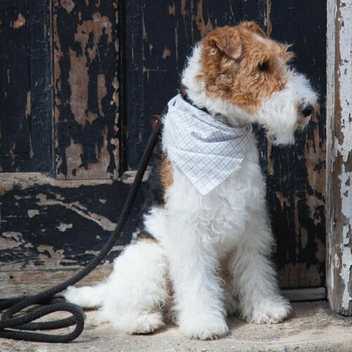 Fox Terrier Wire