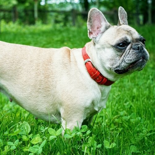 French Bulldog