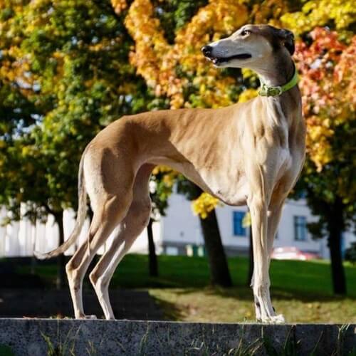 Greyhound