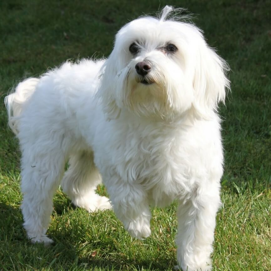 Maltese