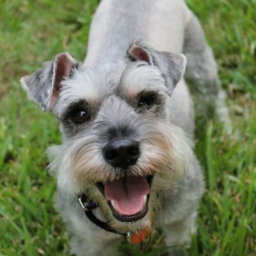 Miniature Schnauzer