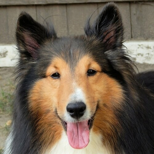 Shetland Sheepdog