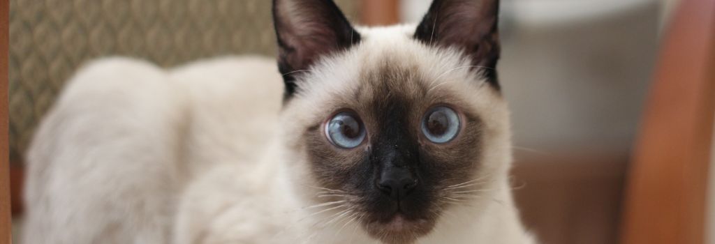 Siamese