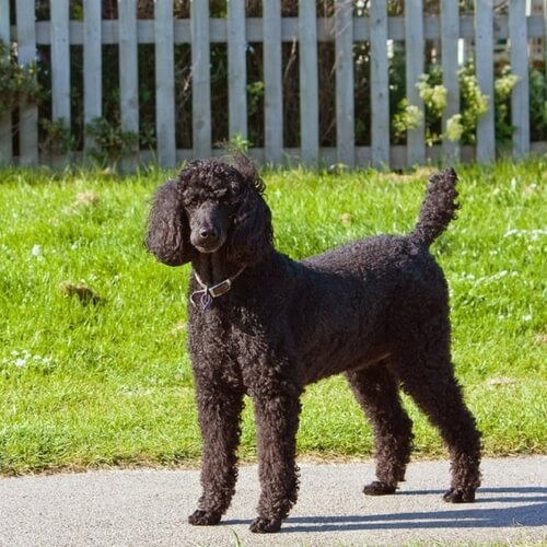 Standard Poodle