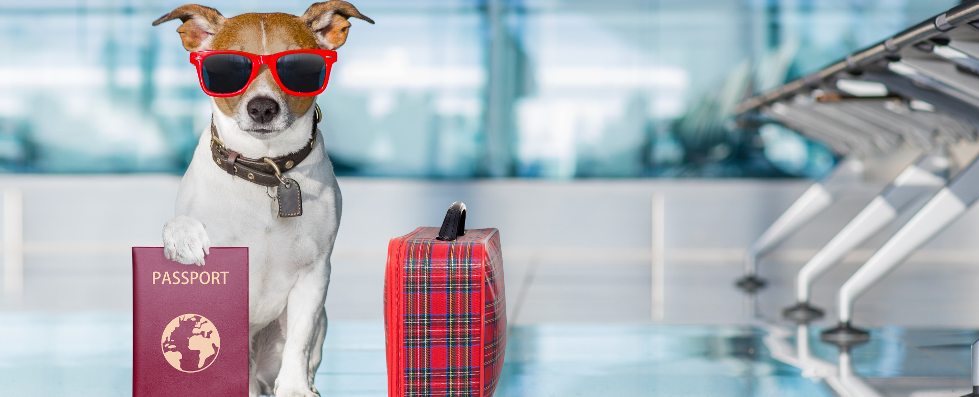 Pet travel With Port City Animal Hospital