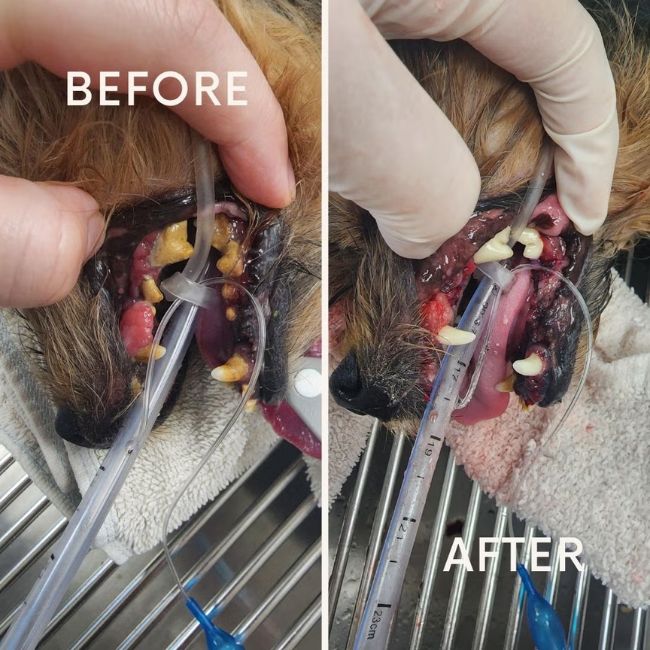 Dental Before And After