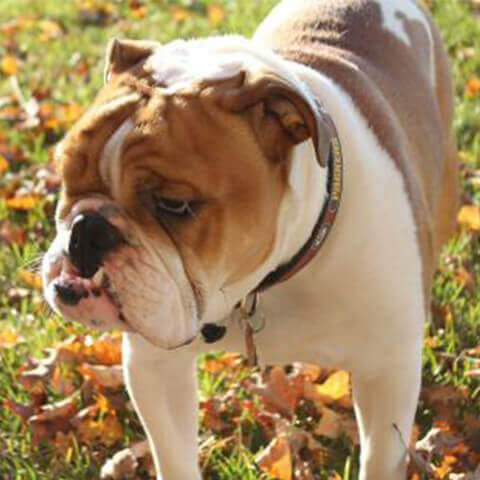 English Bulldog