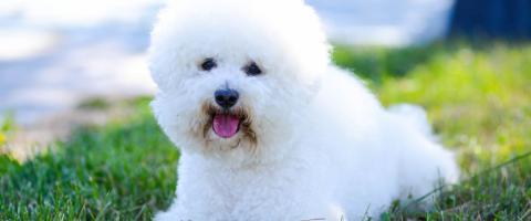 Bichon Frise, GeniusVets breed library