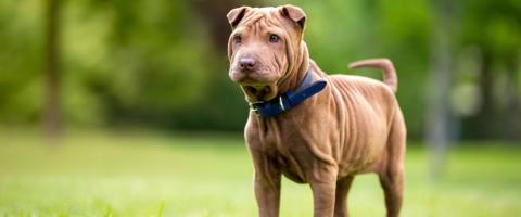 Chinese Shar Pei Breed