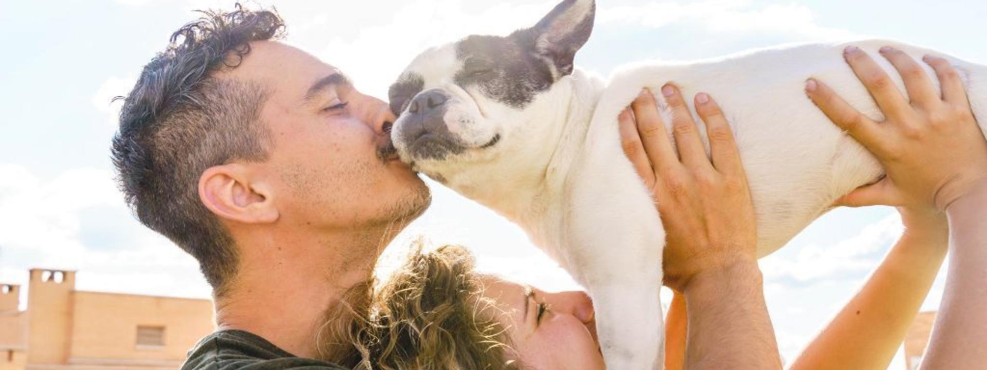 French Bulldog getting love from its parents.